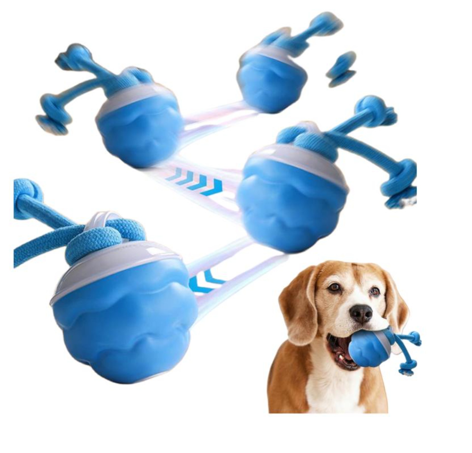 女主与宠物的智能玩球惊喜瞬间