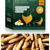 后院鸡群争抢非转基因高蛋白虫料