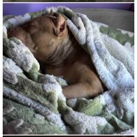 Maya示範:防水毯保護沙發