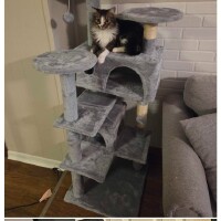 玛雅的舒适猫爬架体验