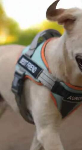 户外奔跑:犬用胸背带耐用展示